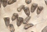 Foot Mortality Plate Of Sokhretia Trilobites - Massive Display! #164746-5